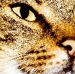 tigerpus