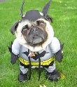 Batdog