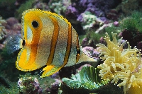 Profilbilde for Tiger